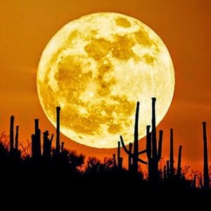 Meet your Posher, Terry